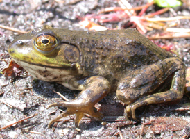 American Bullfrog